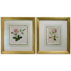 Pair of Antique Mixed-Media Floral Botany Watercolor Paintings, Rose Studies