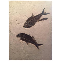 Eocene Era Fossil of a Group of Fish from the Green River Formation, Wyoming