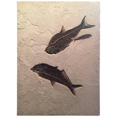 Eocene Era Fossil of a Group of Fish from the Green River Formation, Wyoming 5