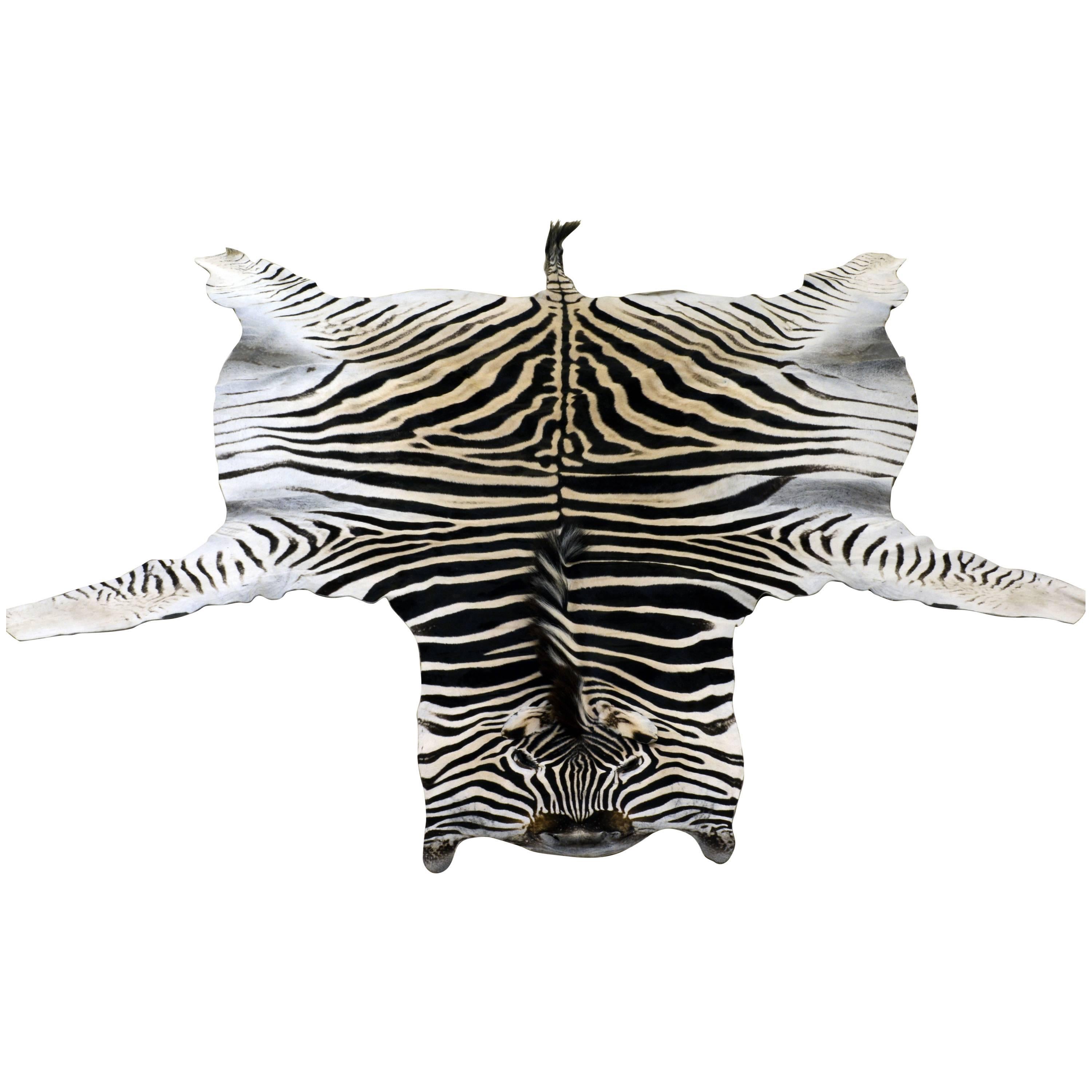 Large High Quality Burchell Zebra Hide Rug Well Marked and Great Color