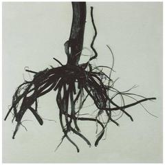 Marigold Root