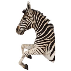 Rare African Taxidermy Large Rearing Burchell Zebra