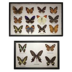 Real Butterfly Specimen Wall Hanging Sculpture, Pair