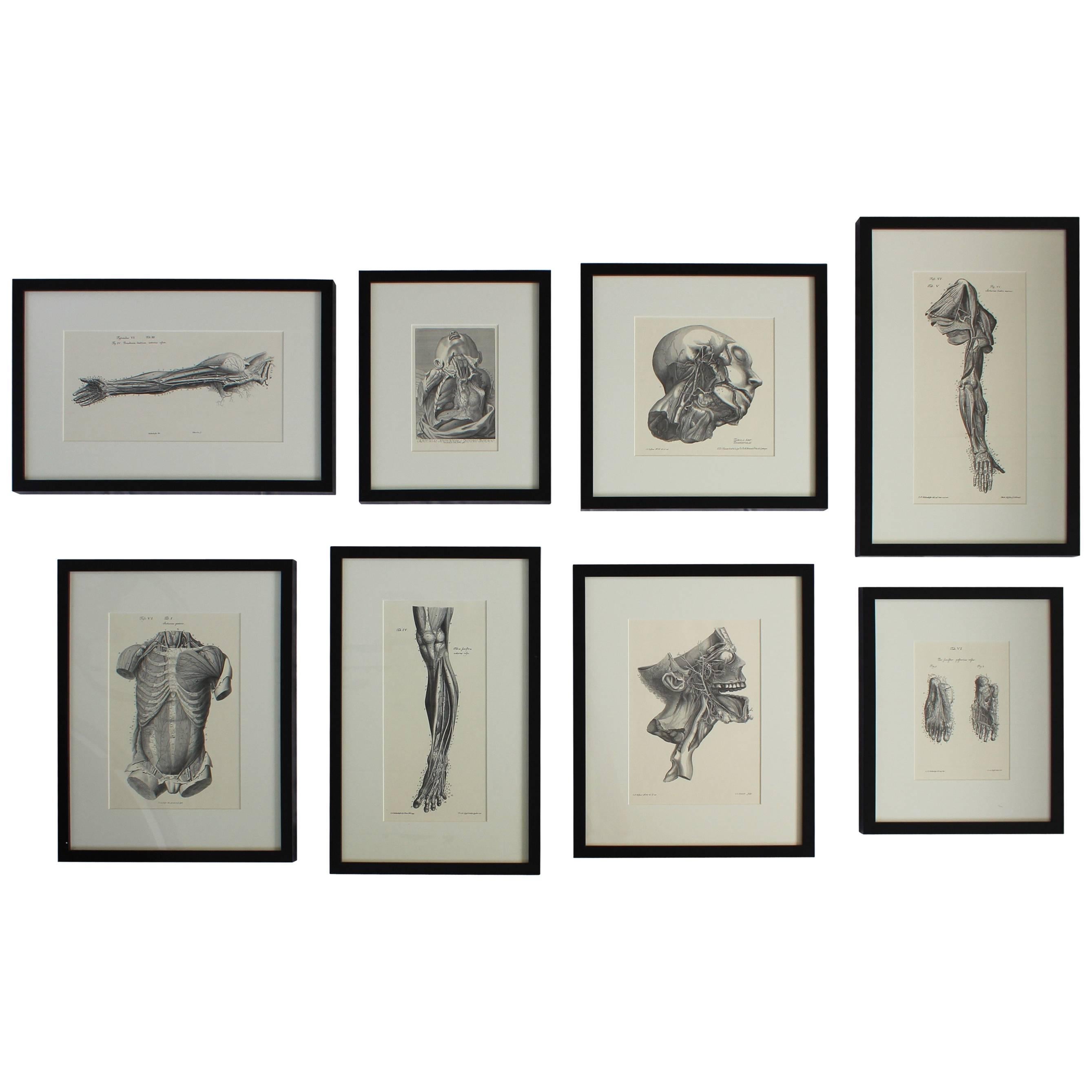 Ensemble de huit lithographies anatomiques d'après Albrecht Von Haller en vente