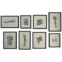 Set of Eight Anatomical Lithographs after Albrecht Von Haller