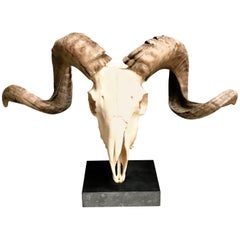 Ram Skull on a Pedestal