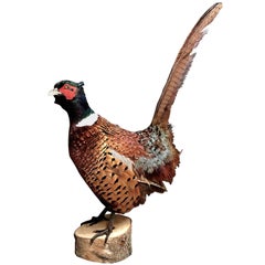 Standing Pheasant
