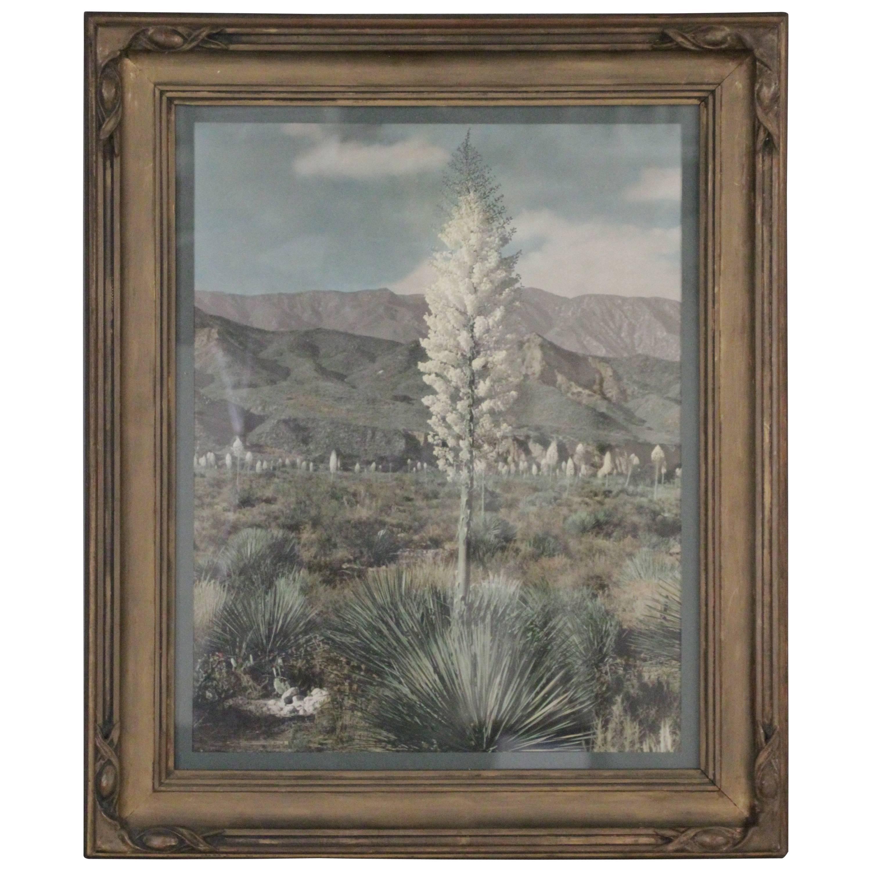 1920s Large-Scale Hand Tinted Photograph of the Desert and Yucca