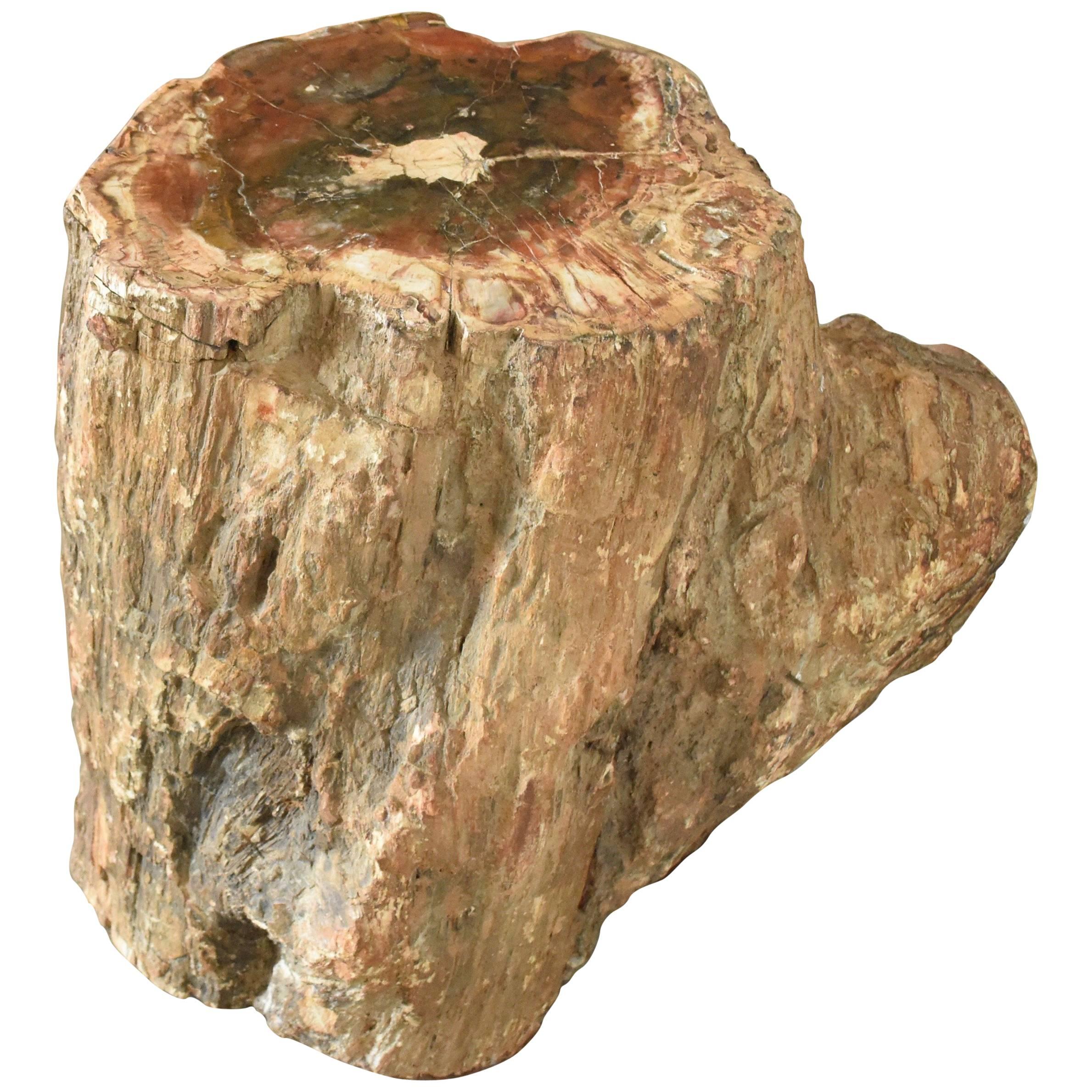 Early Fossilized Petrified Wood Stump from Madagascar, Africa