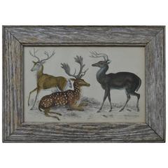 Original Antique Print of Deer, 1847