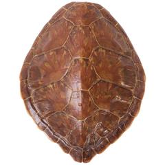 Antiker Schildkrötenpanzer