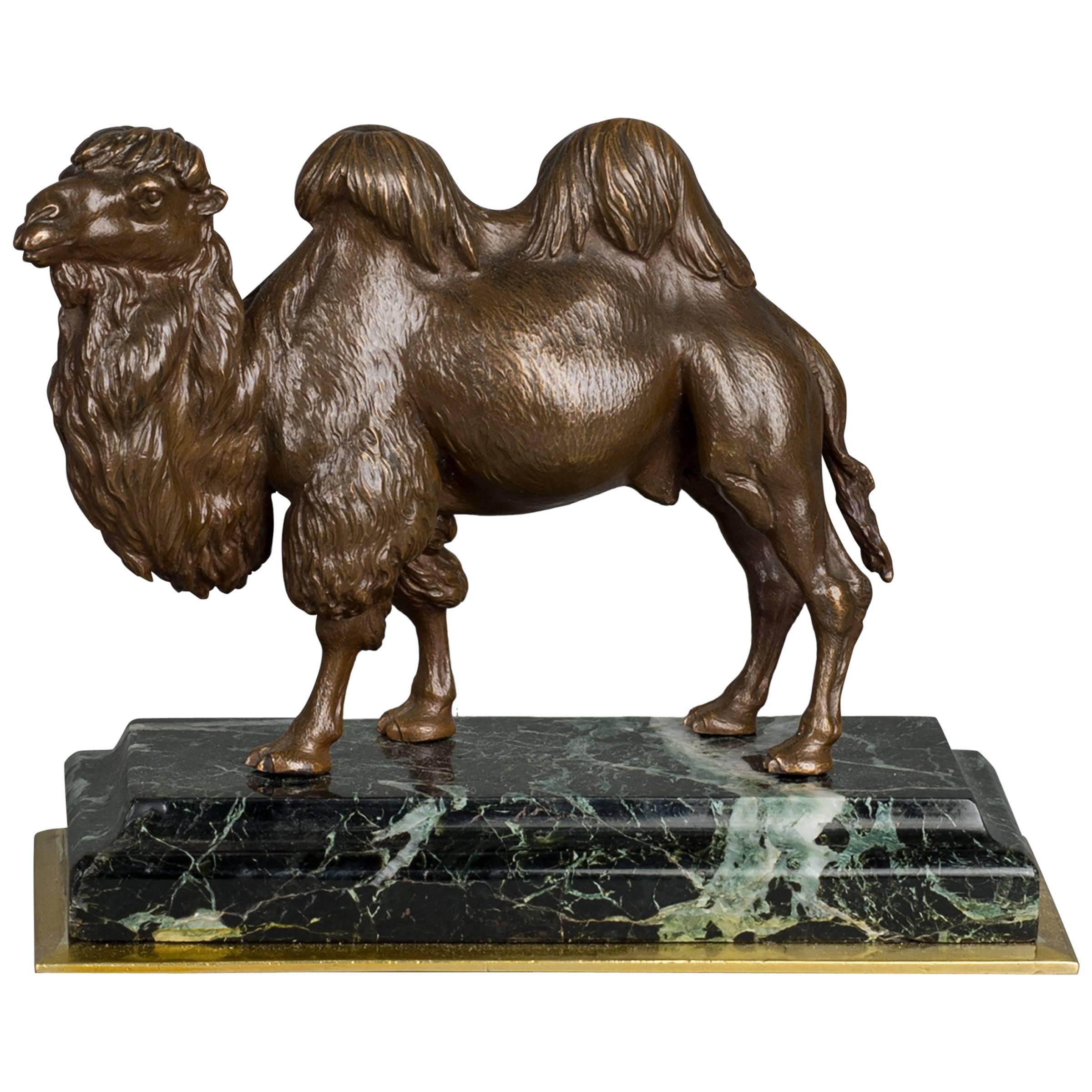 Unusual French Camel Bronze, circa 1860 For Sale
