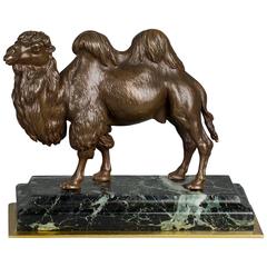 Unusual French Camel Bronze, circa 1860