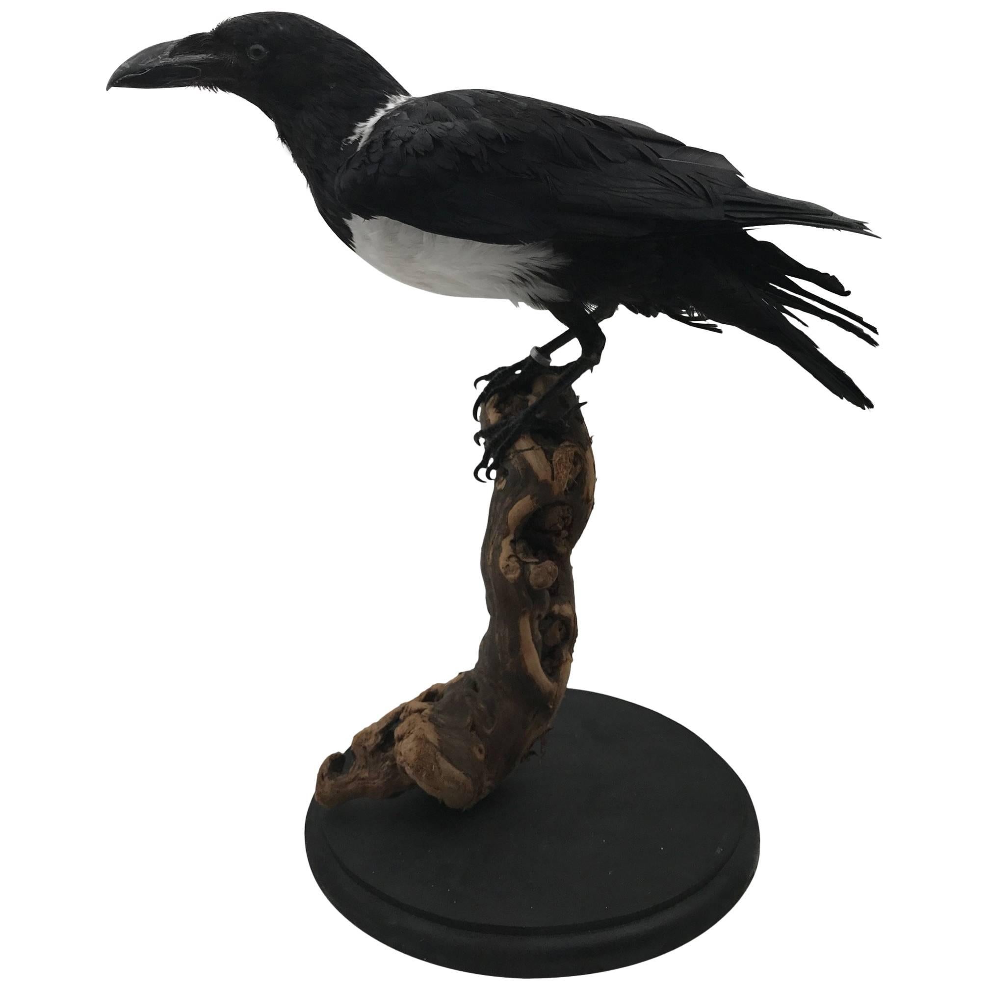 Taxidermy Pied Crow