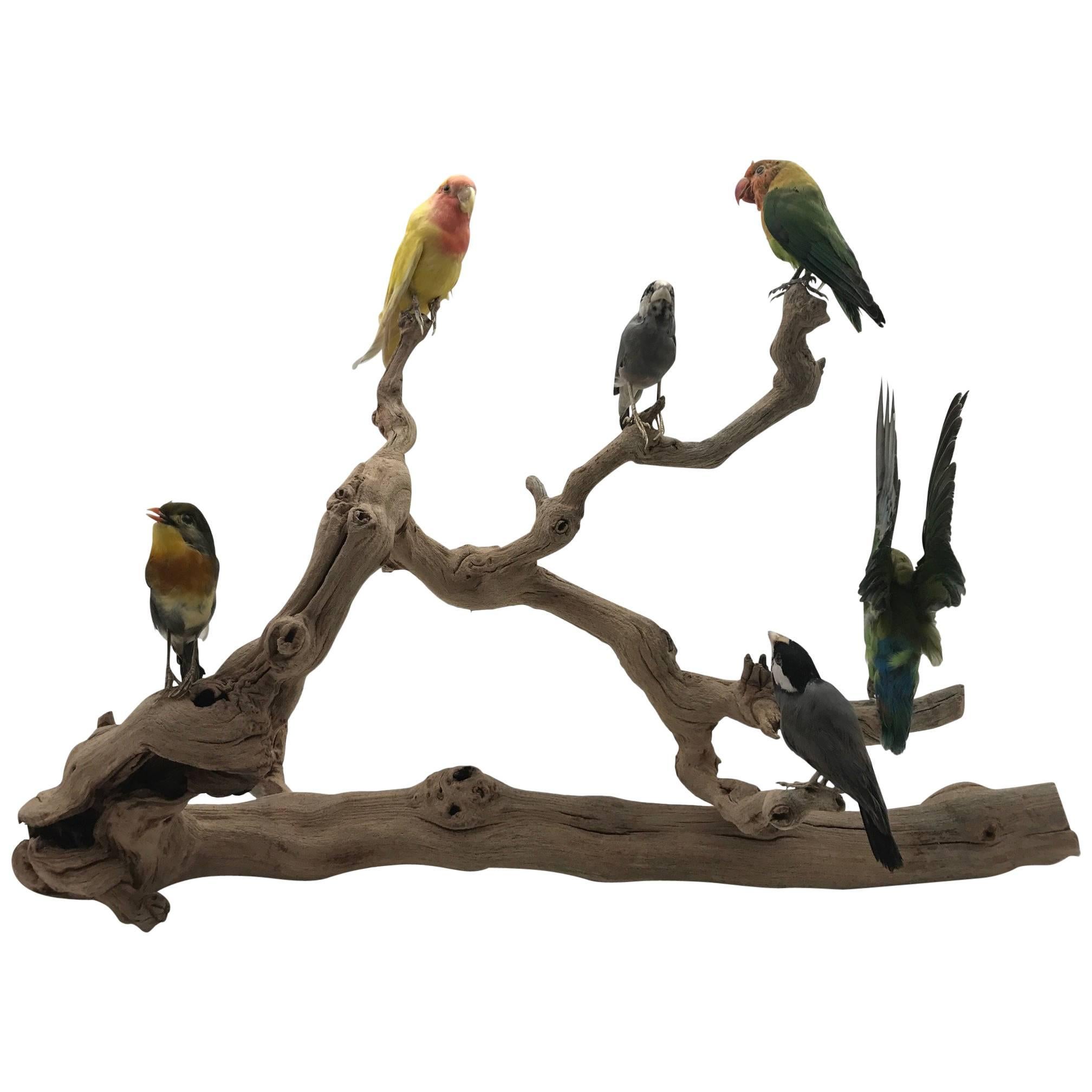 Perched Taxidermy Lovebirds