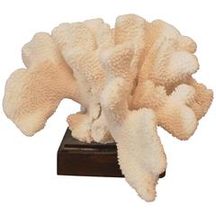 White Coral Specimen