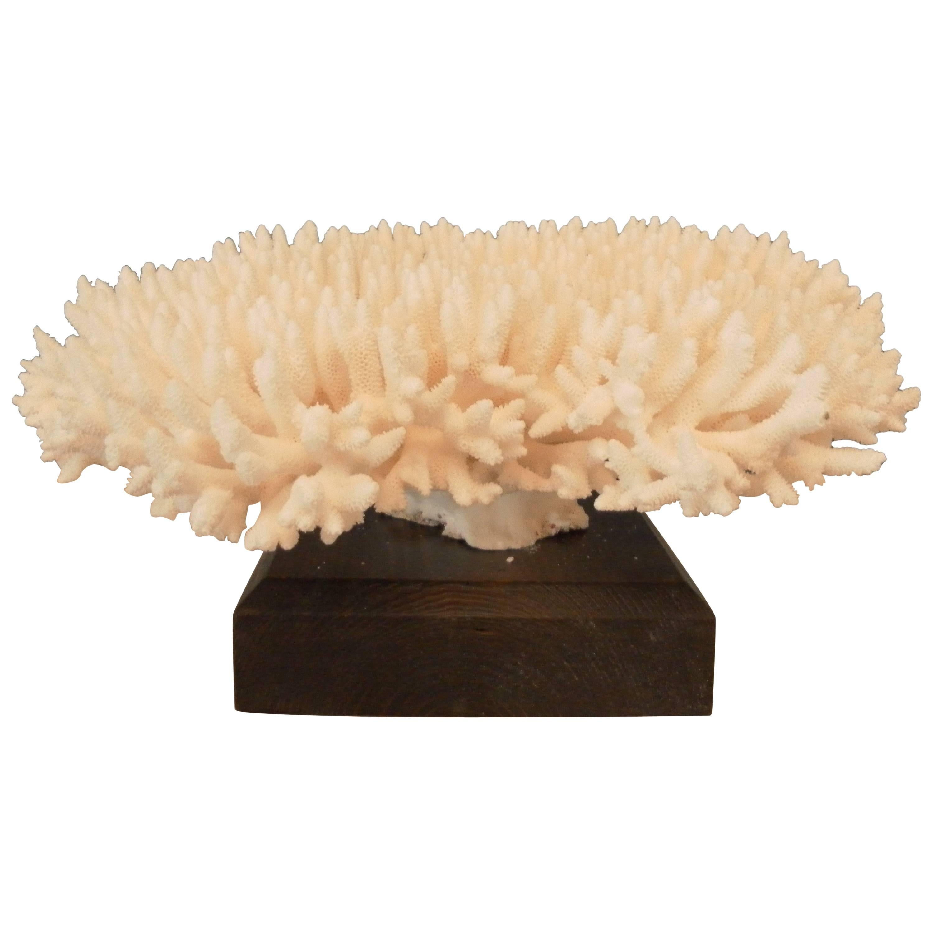 White Coral Specimen For Sale