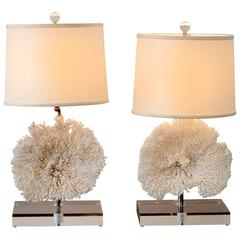 Pair of Coral Table Lamps on Lucite Base 2