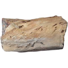 "Tree Jade" Petrified Wood Specimen 7