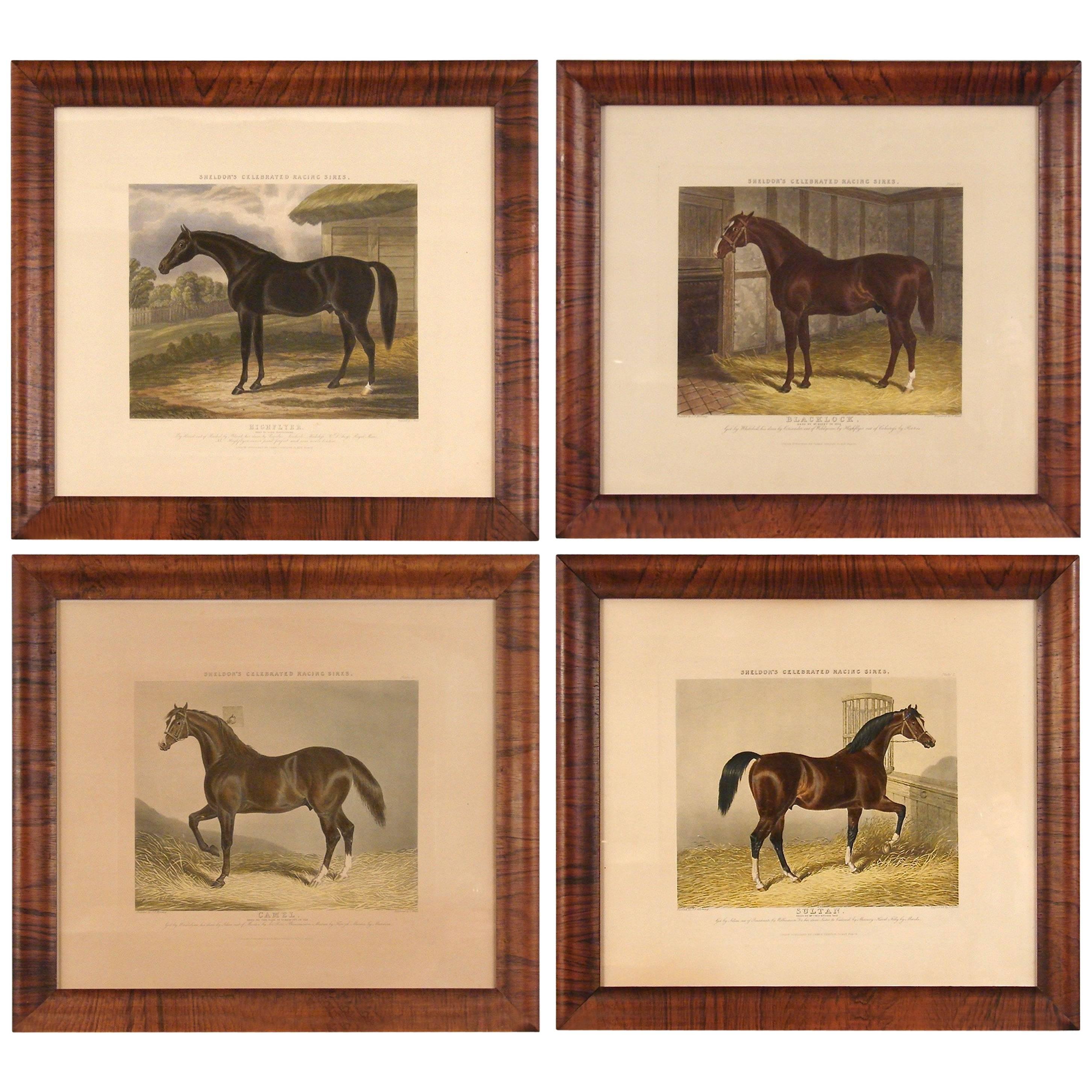Group of Four Colored Engravings of Sheldon's Celebrated Racing Sires