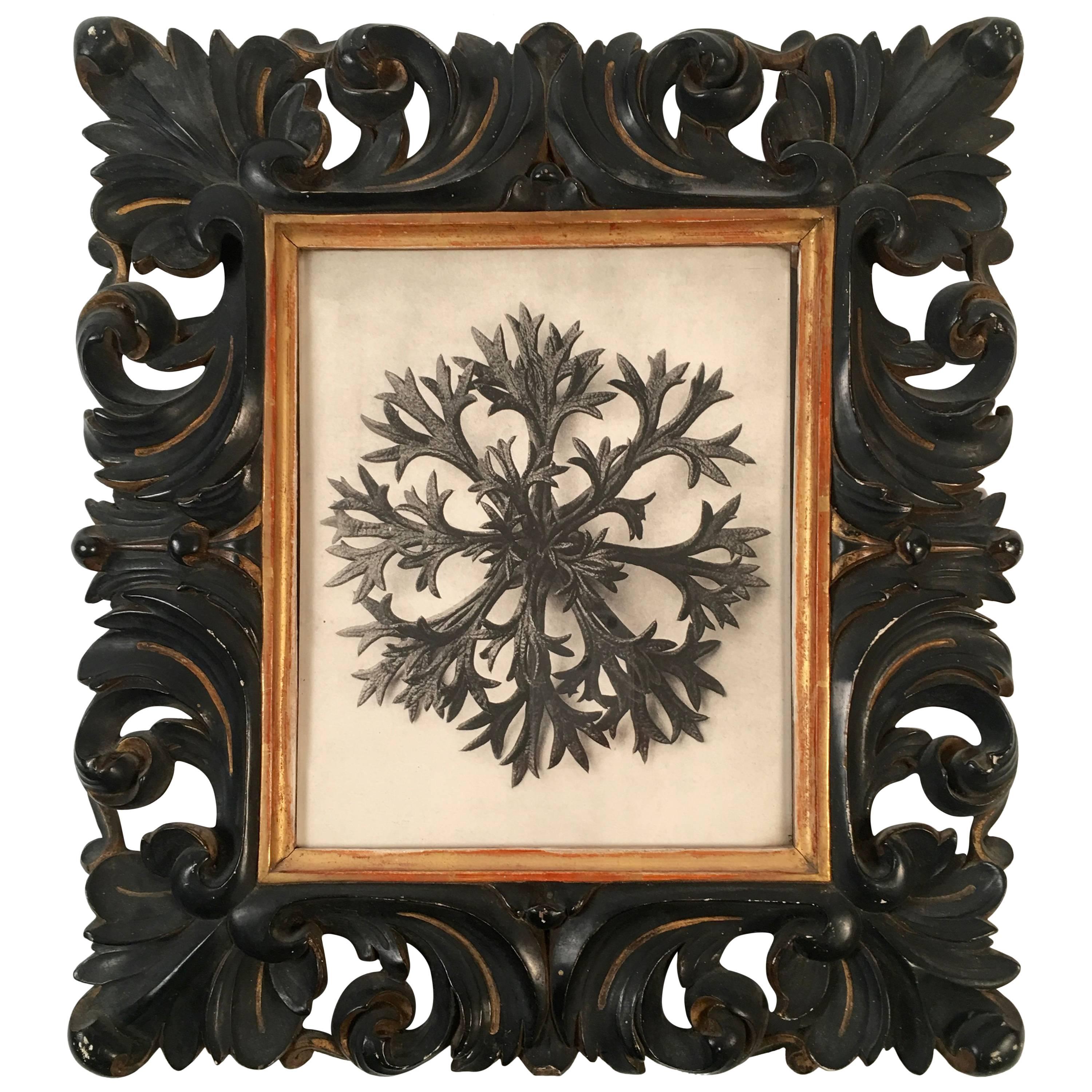 Karl Blossfeldt Plant Photogravure in Carved Leaf Frame