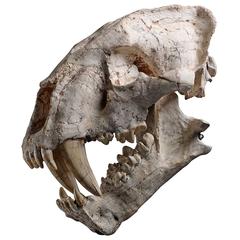 Crâne fossile rare de chat à dents de sabre