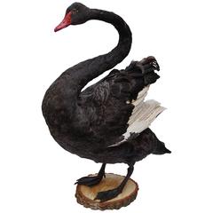 Majestic Big Black Swan Taxidermy, Early 20th Century 2