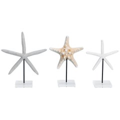Three Various Starfish on Lucite Stands, Priced Individually