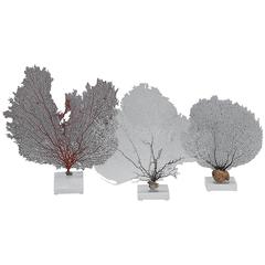 Group of Three Various Sea Fan Sculptures on Lucite Bases
