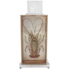 Retro Tiger Lobster Taxidermy Encased in Box, Mounted on Custom Lucite Easel