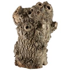 Hollowed Olive Tree Trunk