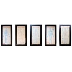 Set of Five Large 1970s Acupuncture Charts 5