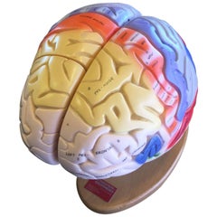 Vintage Hand-Painted Gehirn Modell von Denoyer Geppert Modell A72 Made in USA