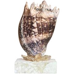 One of a Kind Sea Shell and Quartz Crystal