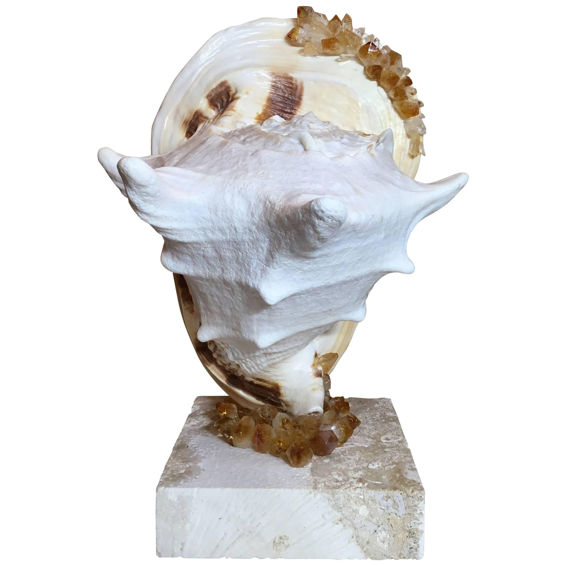 Sea Shell and Quartz Crystal Citrine