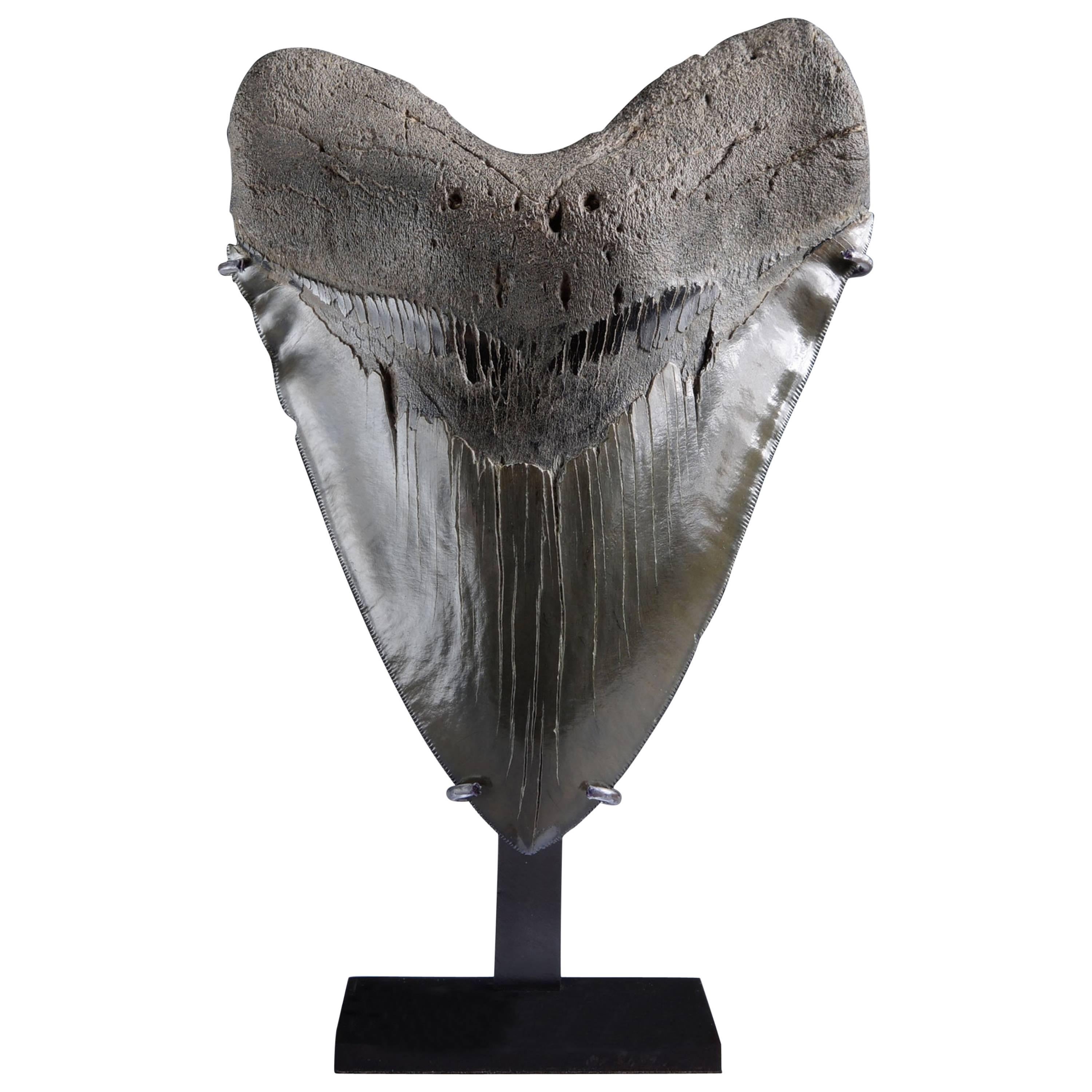 Huge Prehistoric Megalodon Shark Tooth Fossil