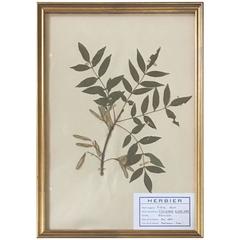 French Herbier Pressed Botanical, 1960 2