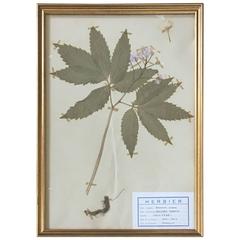 French Herbier Pressed Botanical, 1961 3