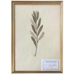 French Herbier Pressed Botanical, 1960 4