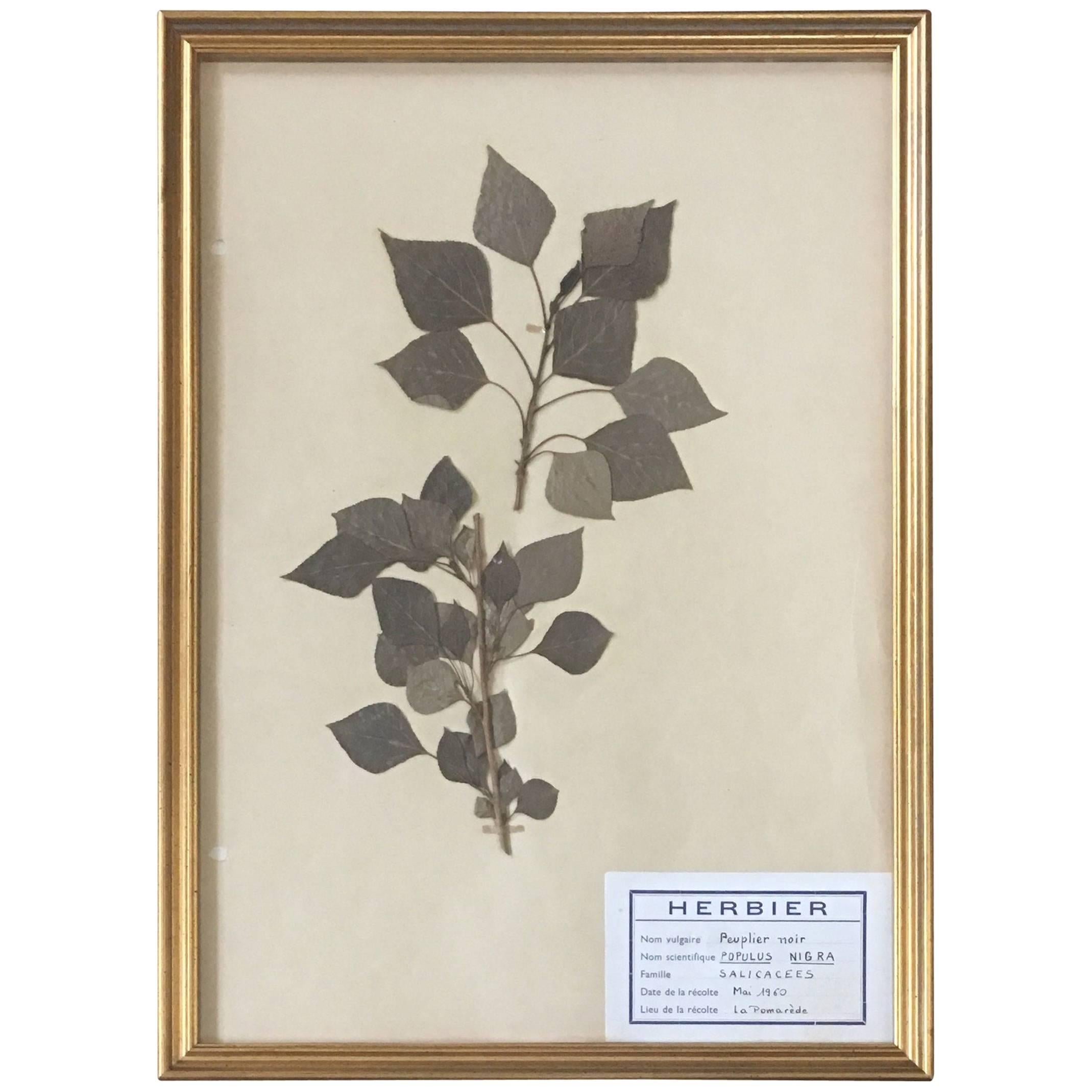 French Herbier Pressed Botanical, 1960