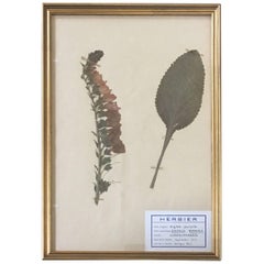 Vintage Mid Century French Herbier Pressed Botanical Art, France 