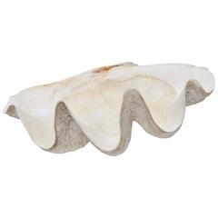  Natural Tridacna Gigas Clam Shell