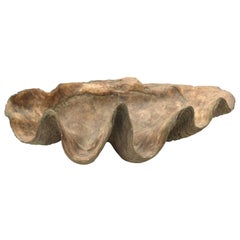 Cast Plaster Tridacna Gigas Clam Shell