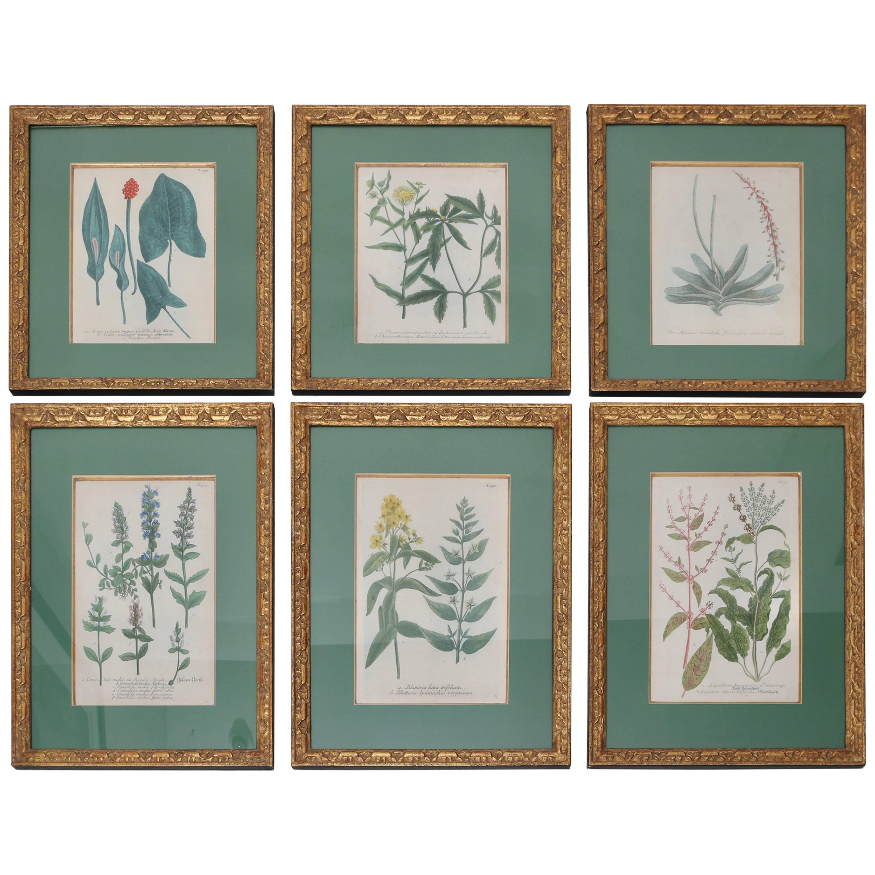 Set of Six 18th Century Hand-Colored Botanicals Prints