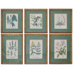 Antique Set of Six 18th Century Hand-Colored Botanicals Prints