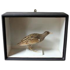 Antique Fine Museum Cased Taxidermy Spotted Crake circa 1865-1885 by Robert Duncan