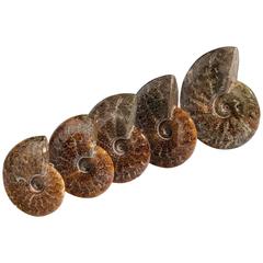 Set of Five Graduating Fossilised Ammonites