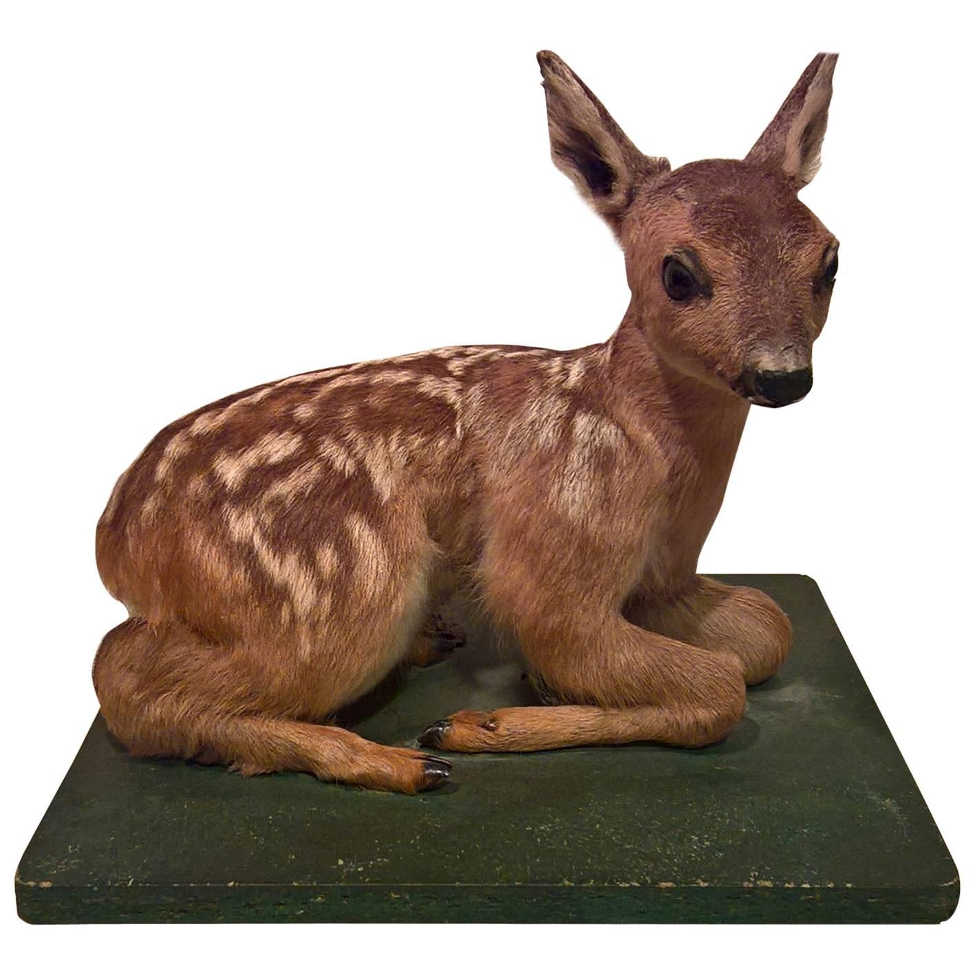 Mid-20th Century Black Forest Small Taxidermy Fawn on Green Painted Plinth For Sale