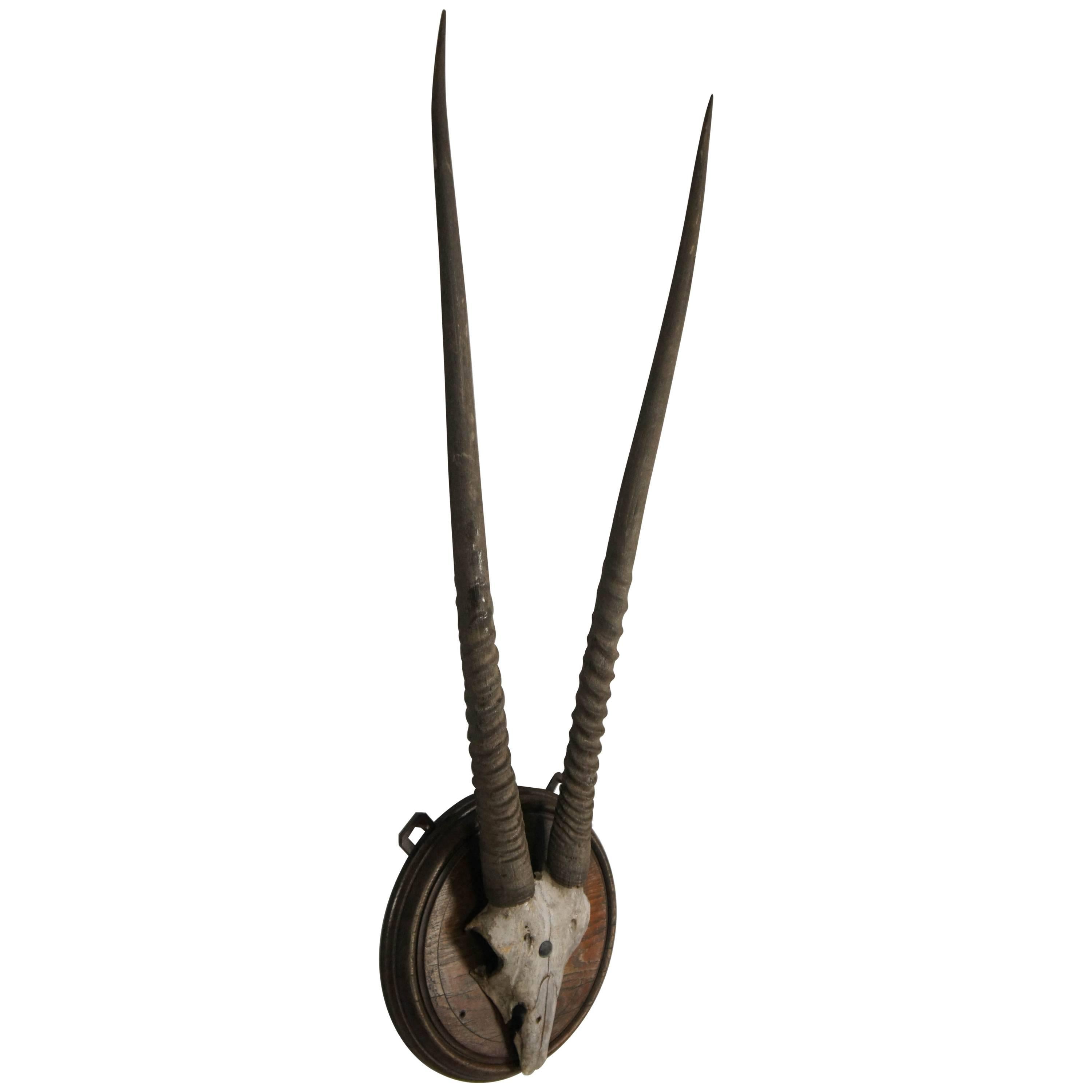 Gemsbok Antlers and Skull Taxidermy Mount For Sale