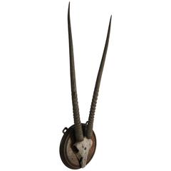 Gemsbok Antlers and Skull Taxidermy Mount 4